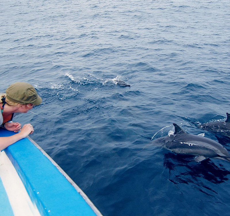 Swimming With Dolphins and Jozani Forest Wildlife Tour